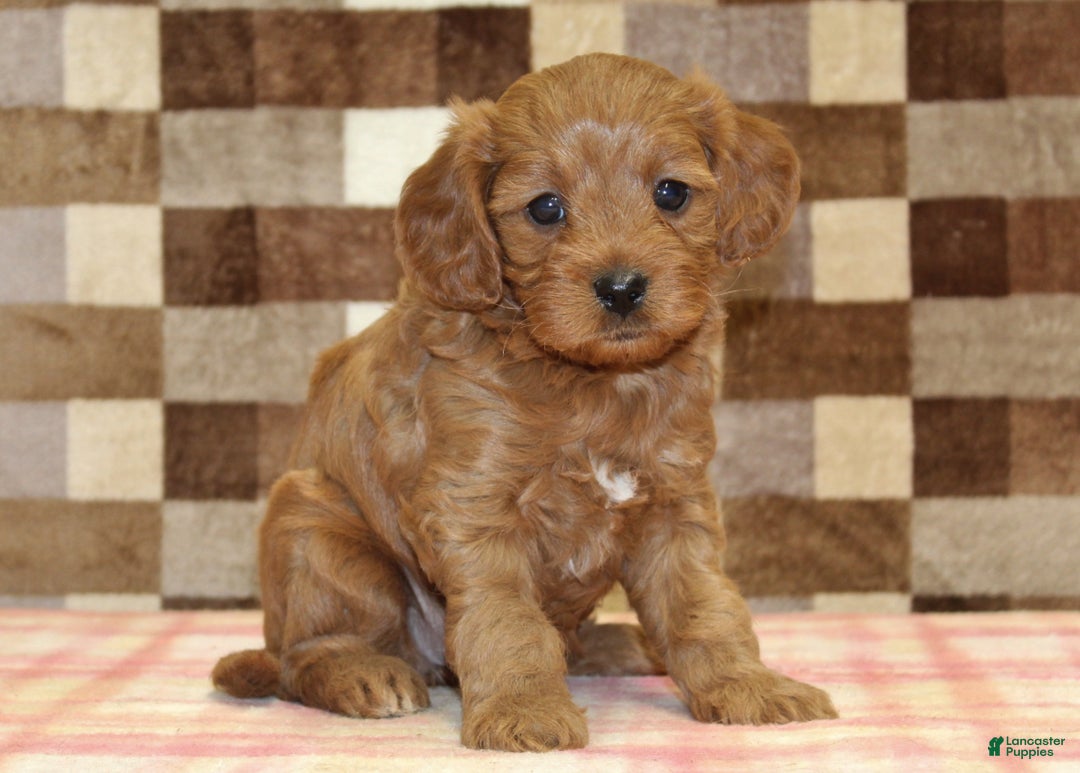 Cavapoo dogs for sale: Fancy - Ad 4