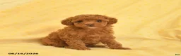 Toy Poodle dogs for sale: Pearl  - Ad 3