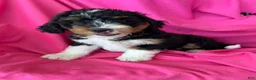 Mini Bernedoodle dogs for sale: RUSTY - Ad 8
