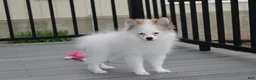 Pomeranian dogs for sale: Cora - Ad 2