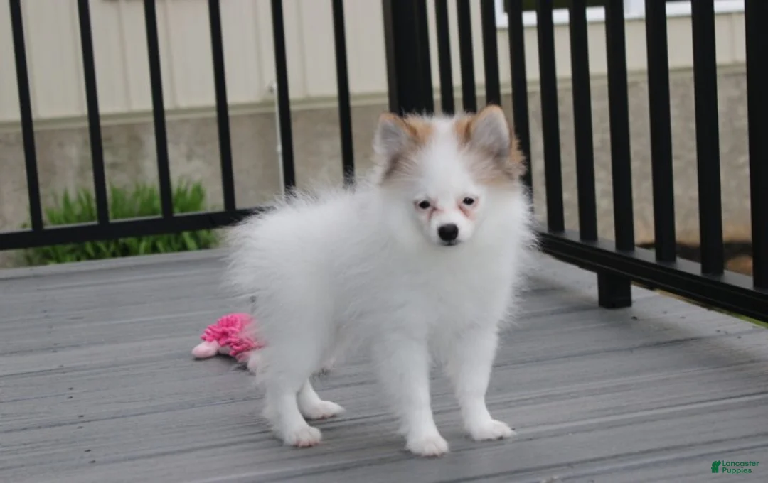 Pomeranian dogs for sale: Cora - Ad 2