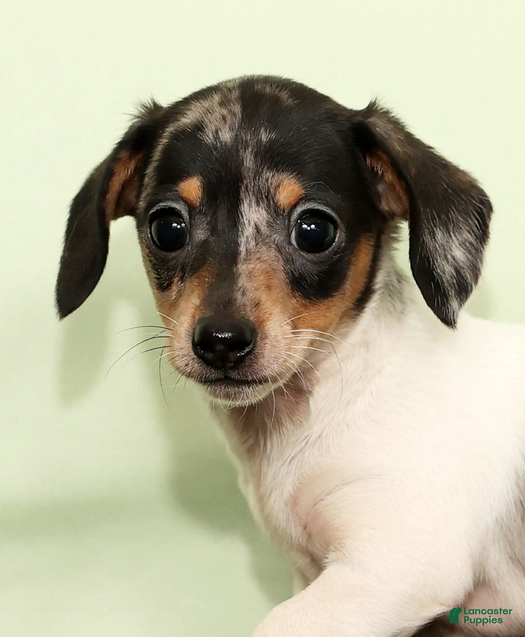 Miniature Dachshund dogs for sale: Isaac - Ad 6