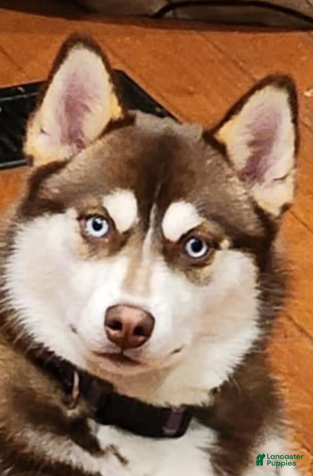 Gallery Image {{count}}