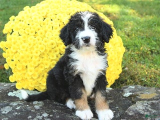 Mini Bernedoodle dogs - Ad 39