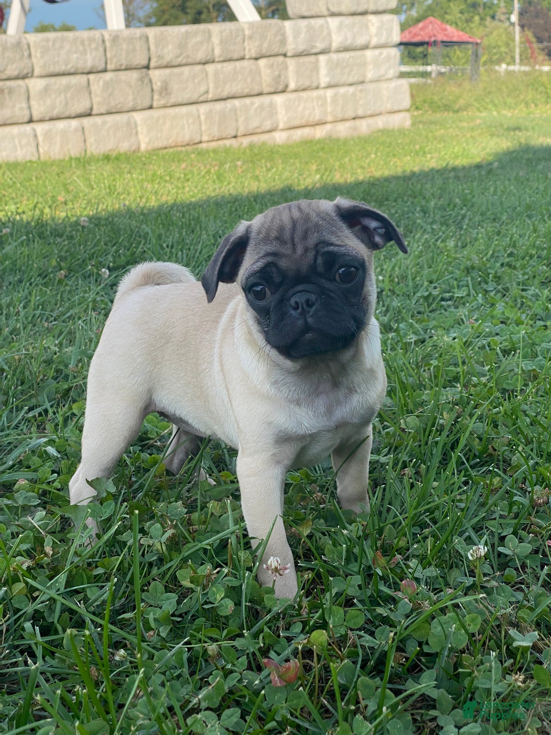 Pug dogs for sale: Peaches  - Ad 2