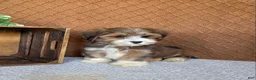 Havanese dogs for sale: Liam - Ad 4