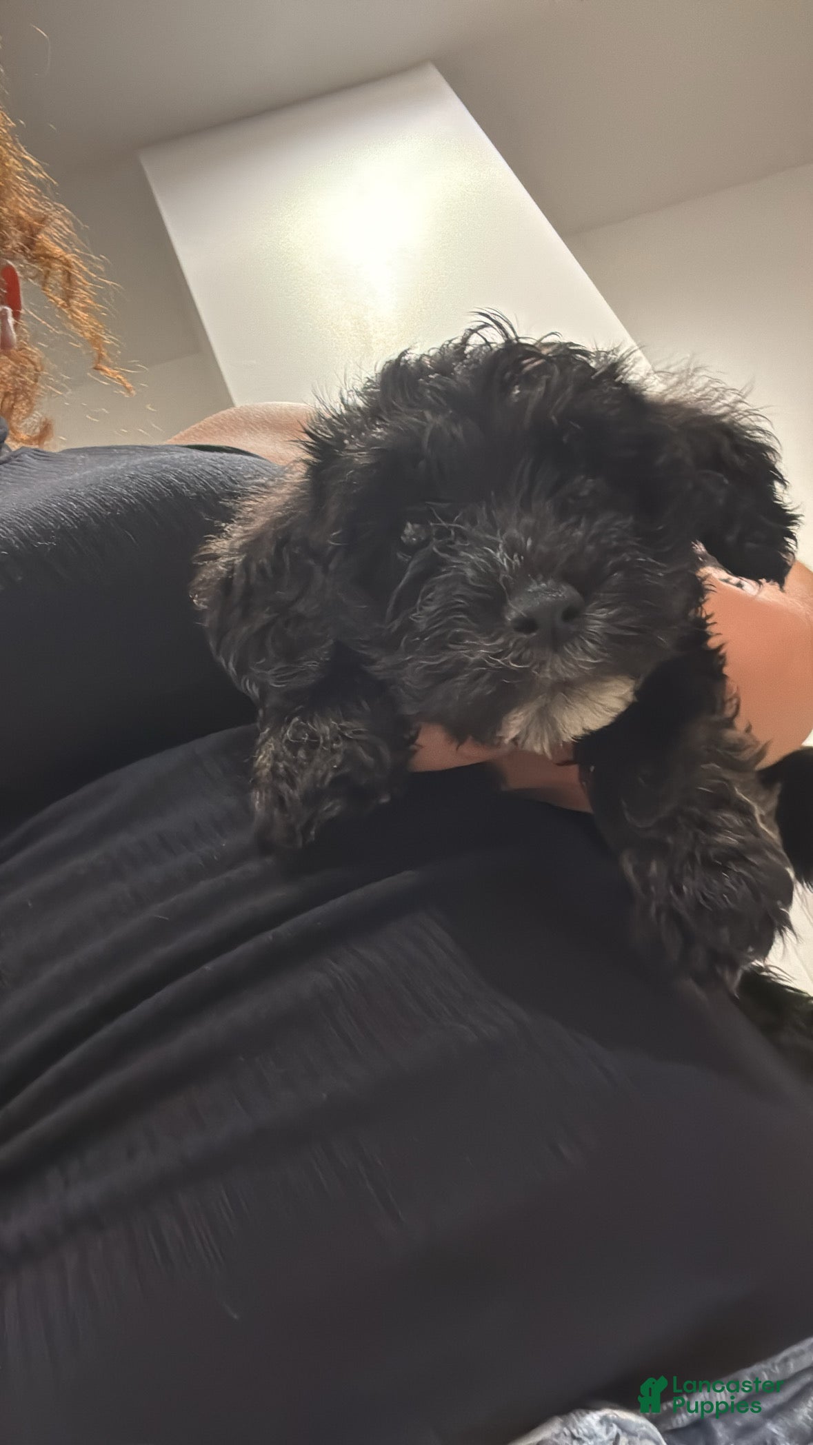 Schnoodle dogs Danny DeVito  - Ad 38