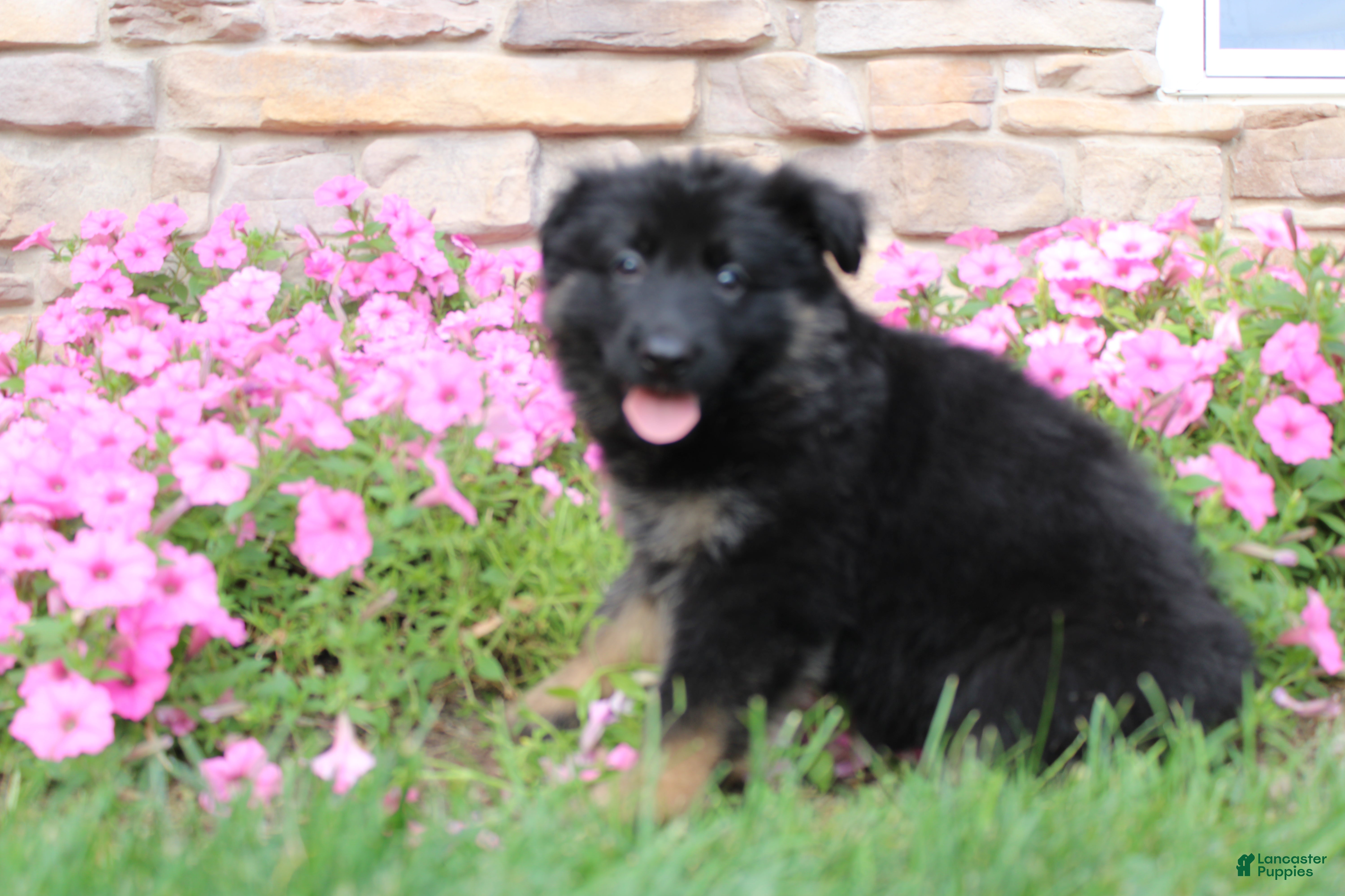 German Shepherd dogs Hope - Ad 2