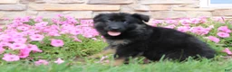 German Shepherd dogs for sale: Hope - Ad 2