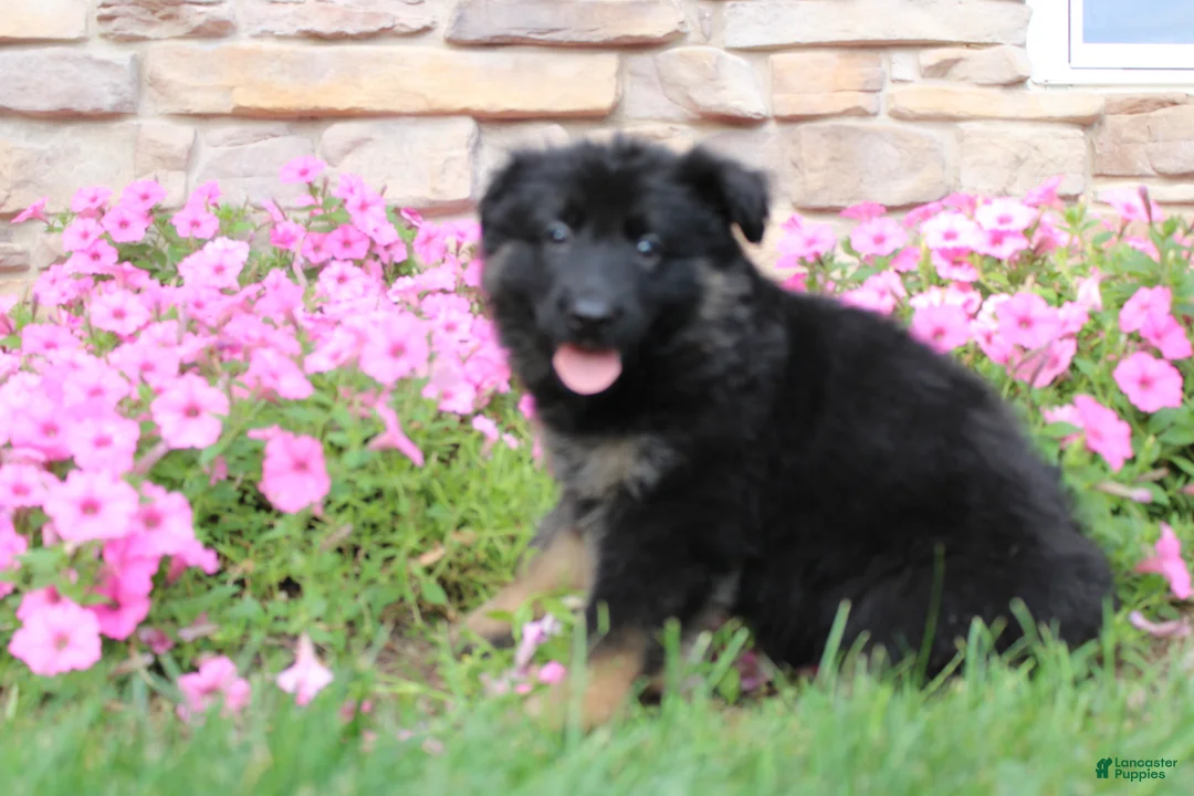 German Shepherd dogs for sale: Hope - Ad 2