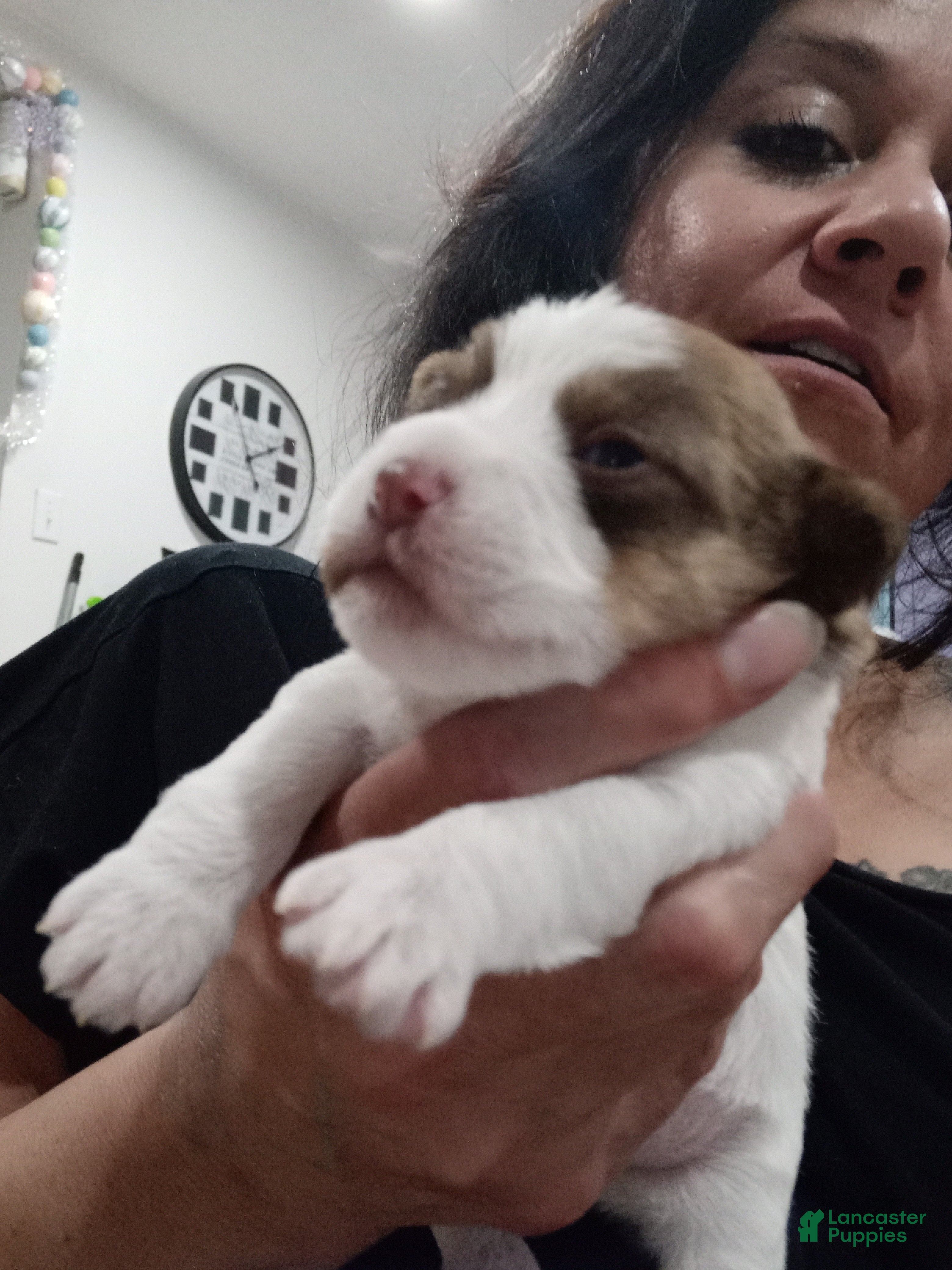 Shihpoo dogs Shihpoo Puppy 1 - Ad 2