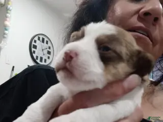 Shihpoo dogs Shihpoo Puppy 1 - Ad 18