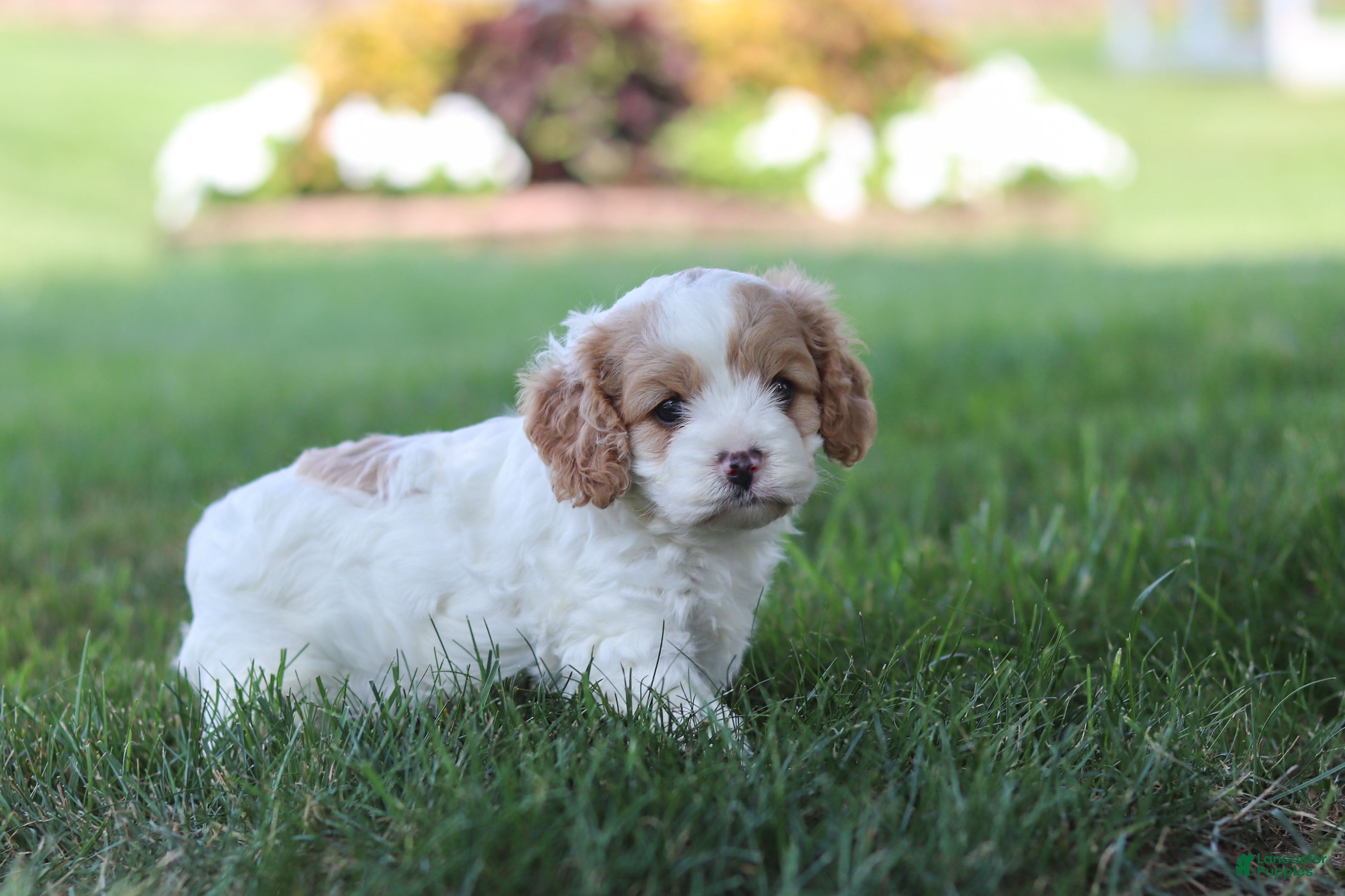 Cavapoo dogs for sale: Asher - Ad 4
