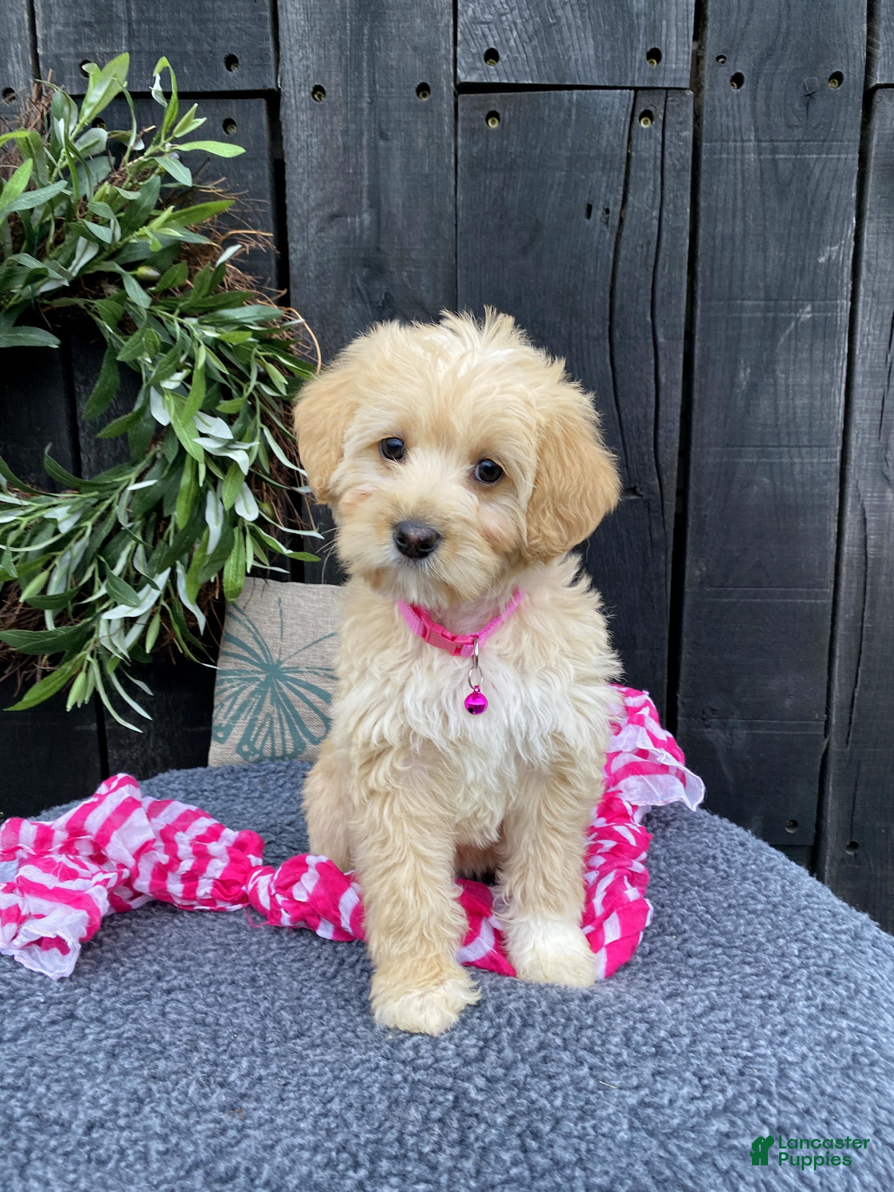 Mixed Breed dogs Kaya - Ad 1