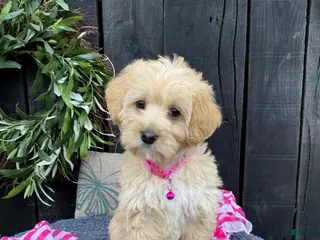 Miniature Labradoodle dogs for sale: Kaya - Ad 2