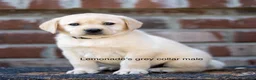 Labrador Retriever dogs for sale: Purple Collar female  - Ad 3
