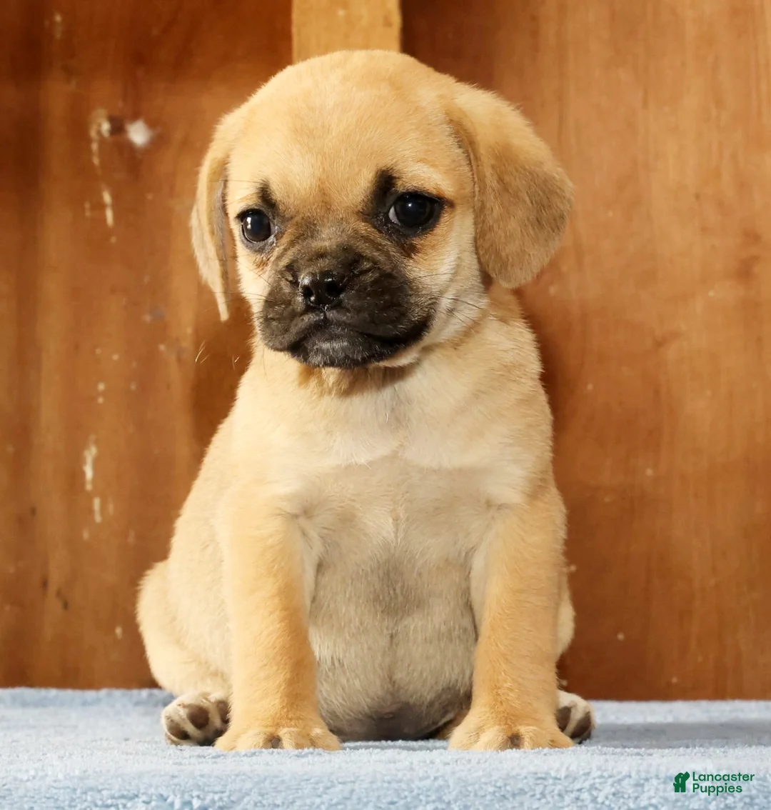 Puggle dogs for sale: Daisy - Ad 2