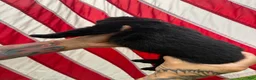 German Shepherd dogs for sale: Brisket - Ad 4