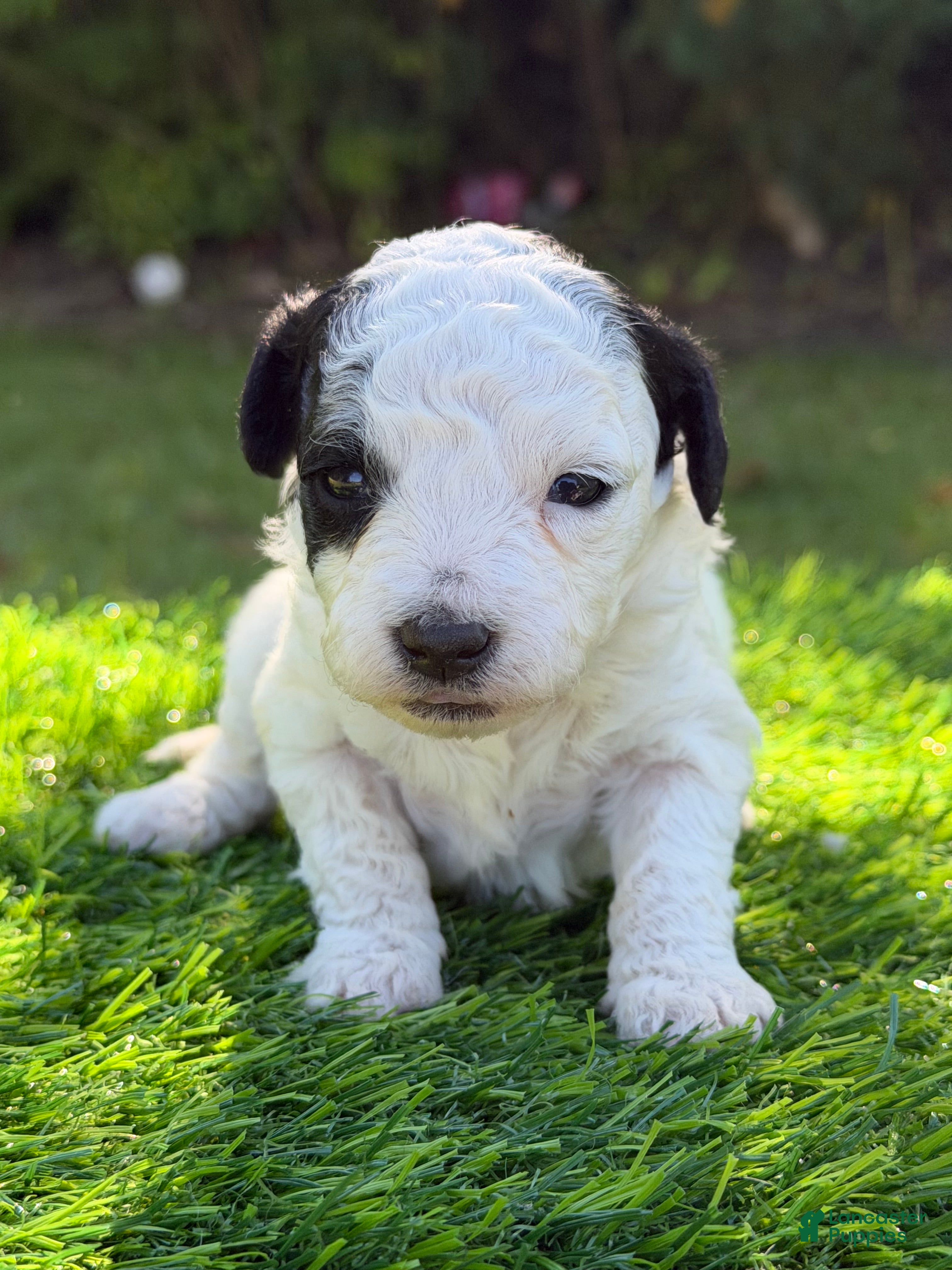 Maltipoo dogs elsie - Ad 2