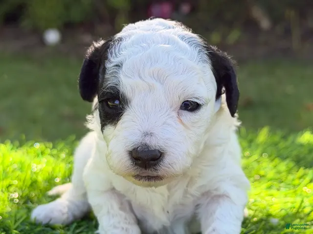 Maltipoo dogs for sale: elsie - Ad 2