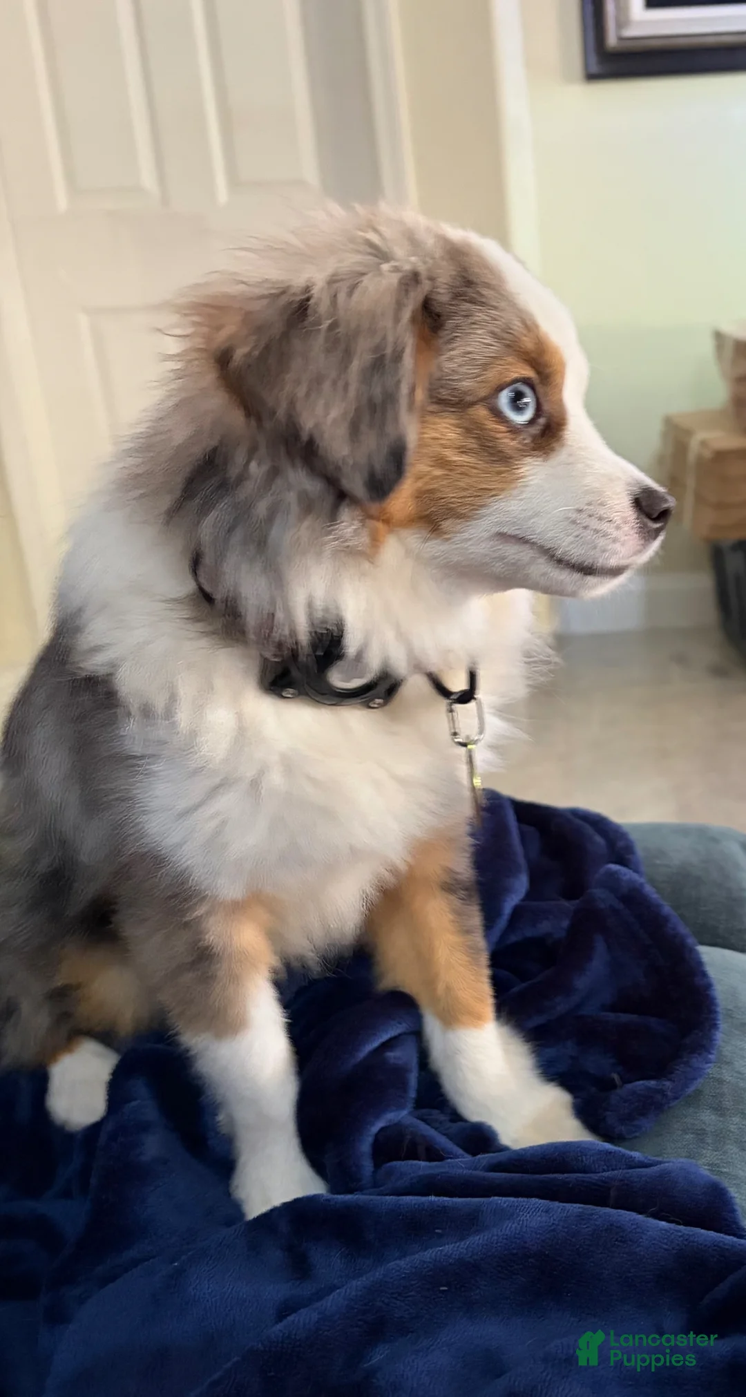 Toy Australian Shepherd dogs for sale: Toy Australian Shepherd Puppy 1 - Ad 3
