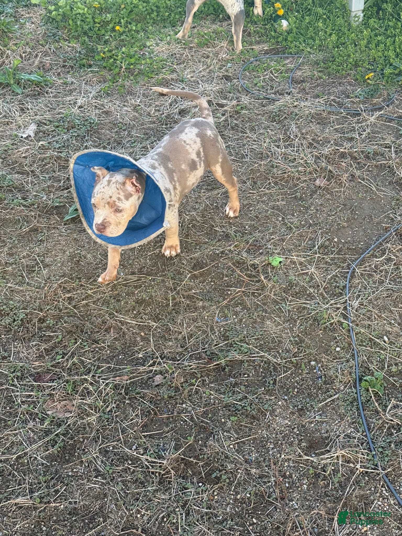 American Bully dogs American Bully Puppy 6 - Ad 7