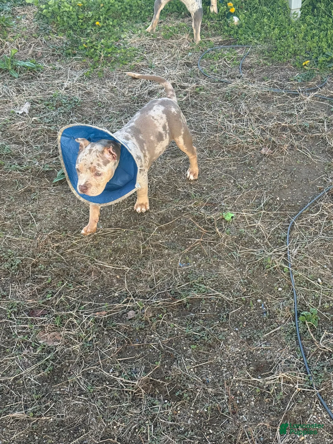 American Bully dogs for sale: American Bully Puppy 6 - Ad 1