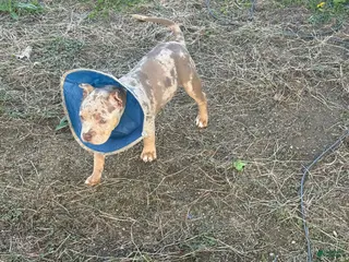 American Bully dogs American Bully Puppy 6 - Ad 7