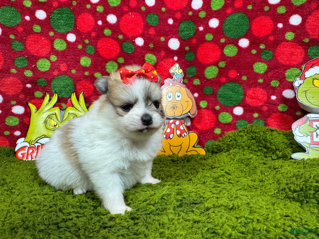Pomeranian dogs for sale: Pomeranian Puppy 1 - Ad 3