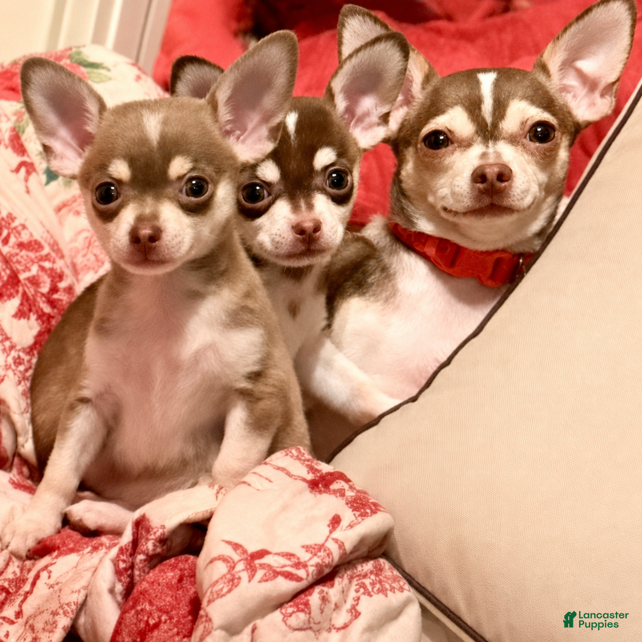 Chihuahua dogs Fritzle - Ad 2
