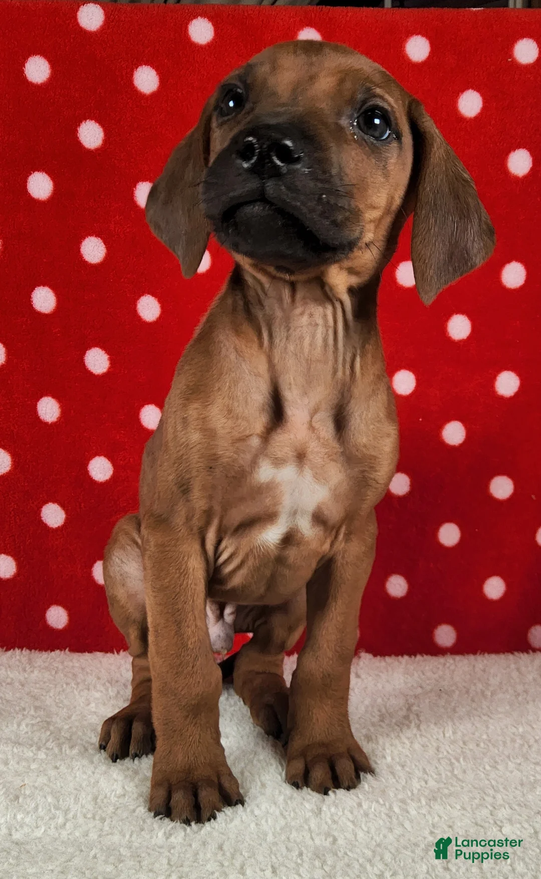 Rhodesian Ridgeback dogs for sale: Toby - Ad 6