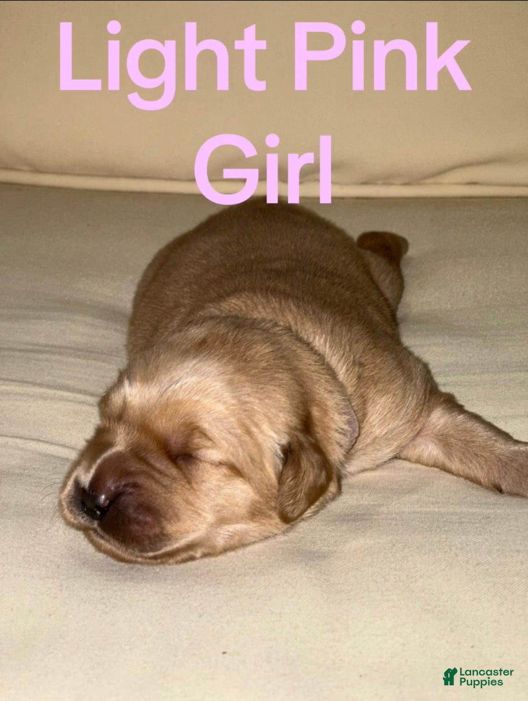 Golden Retriever dogs for sale: Golden Retriever Dark Pink Girl - Ad 9