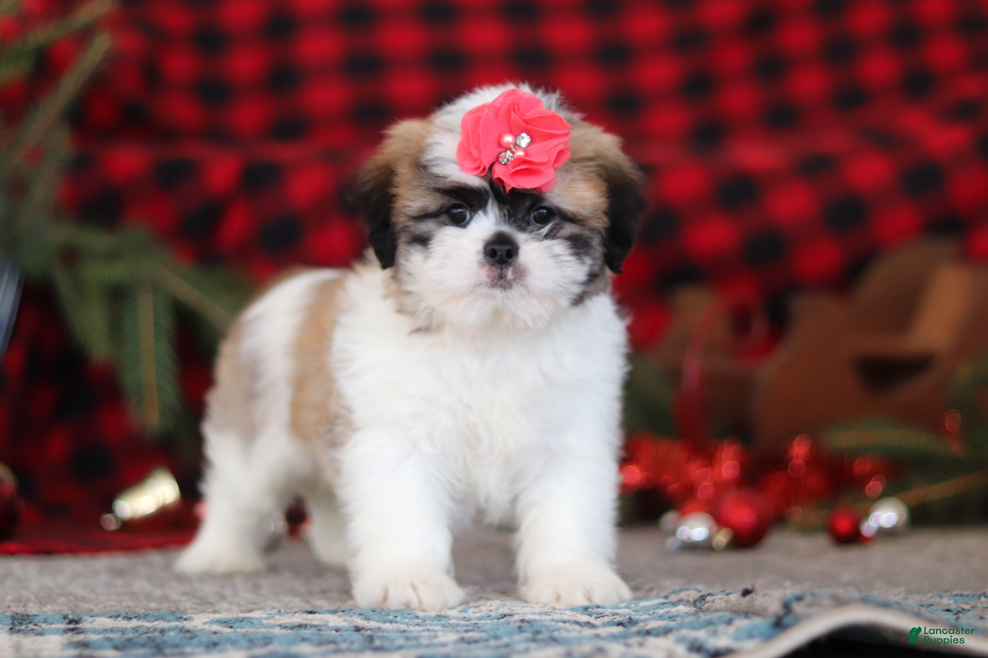 Lhasa Apso dogs Rosie - Ad 3