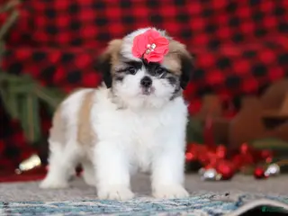 Lhasa Apso dogs Rosie - Ad 14