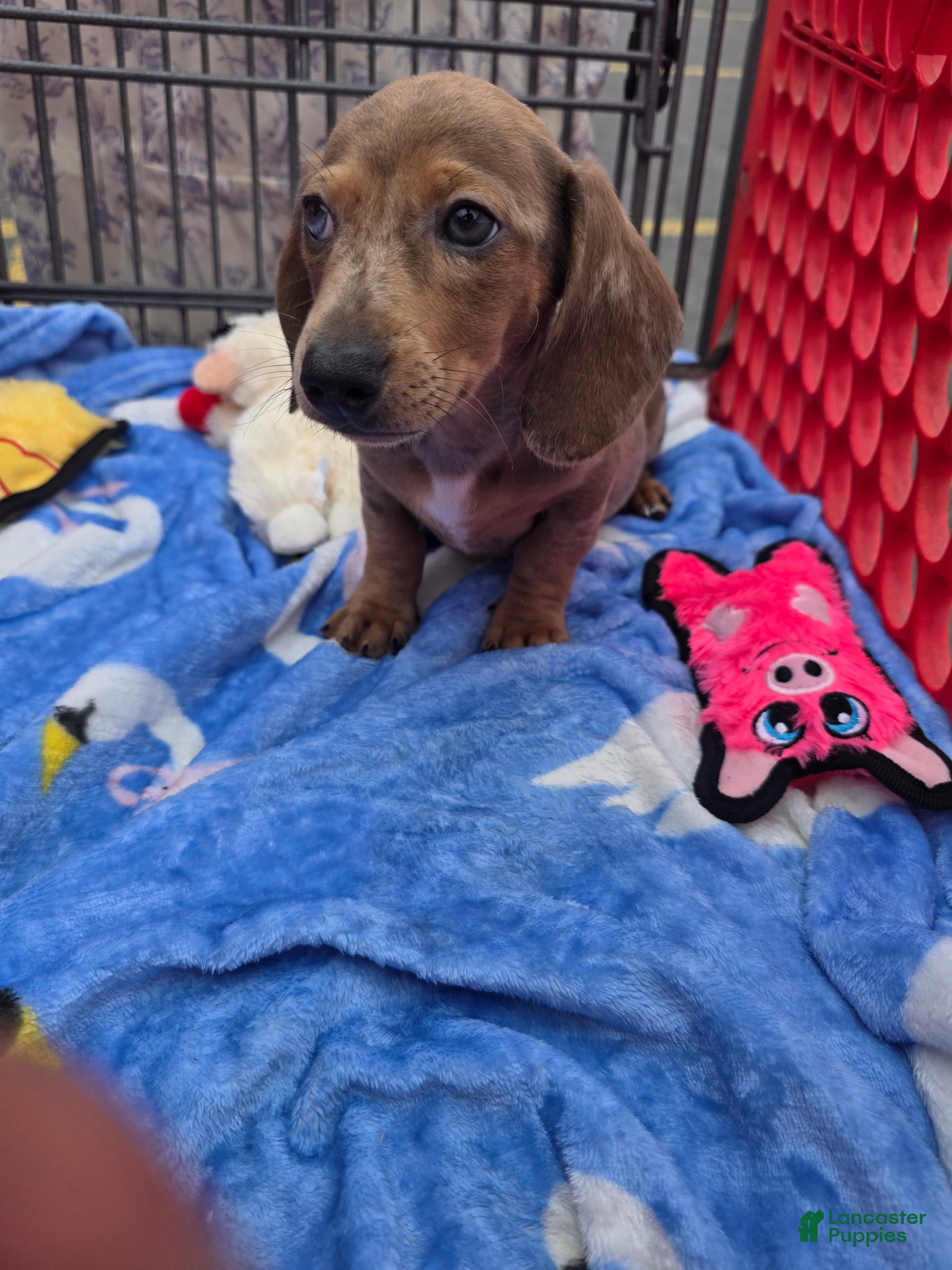 Miniature Dachshund dogs Hughie - Ad 3