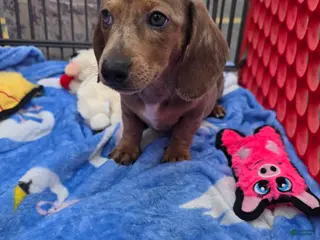 Miniature Dachshund dogs Hughie - Ad 3