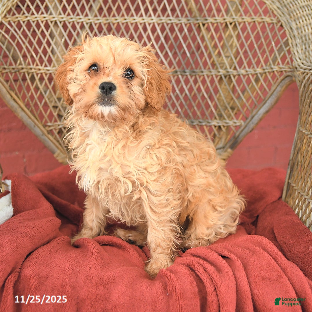 Cavapoo dogs for sale: Dickie - Ad 3