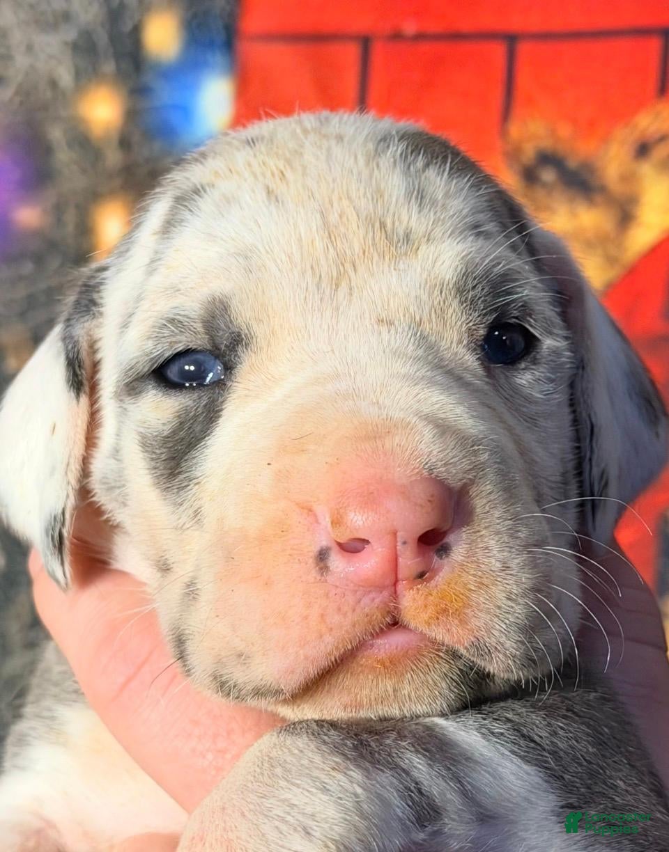 Great Dane dogs Wanda - Blue Harlequin - Ad 31