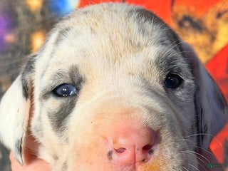 Great Dane dogs Wanda - Blue Harlequin - Ad 18