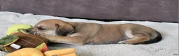 Puggle dogs for sale: Dixie - Ad 4