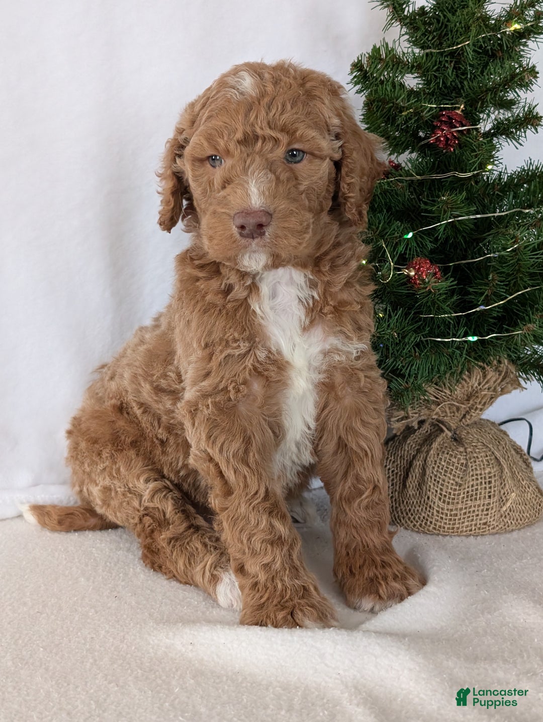 Goldendoodle dogs for sale: Parker - Ad 12