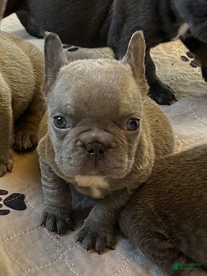 French Bulldog dogs Louis - Ad 2