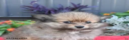 Pomeranian dogs for sale: Hunter - Ad 5