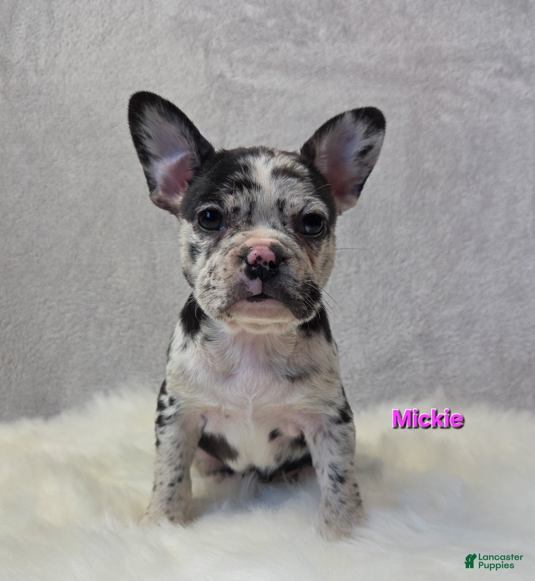 Mixed Breed dogs for sale: Mickie - Ad 1