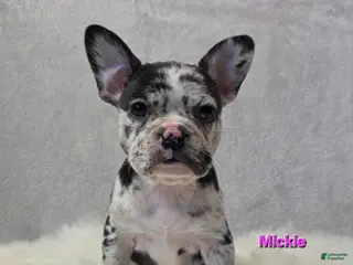 Mixed Breed dogs Mickie - Ad 27
