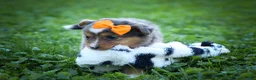 Mixed Breed dogs for sale: Gracie Lou🌸 - Ad 4