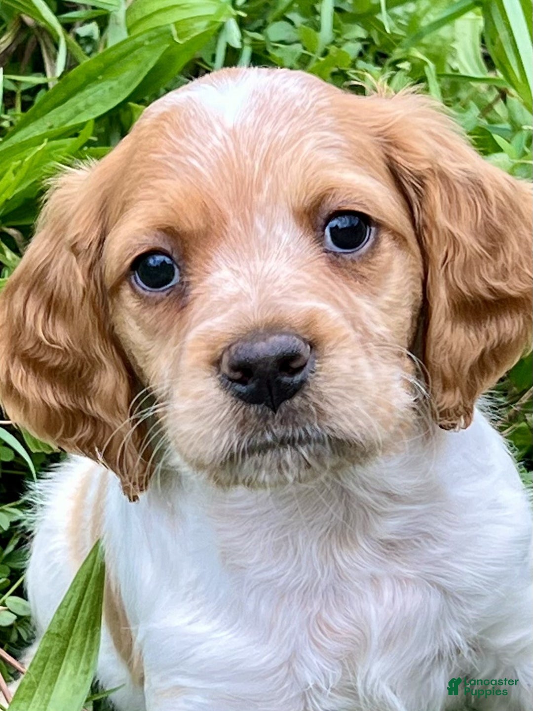 Brittany Spaniel dogs for sale: Dash - Ad 1