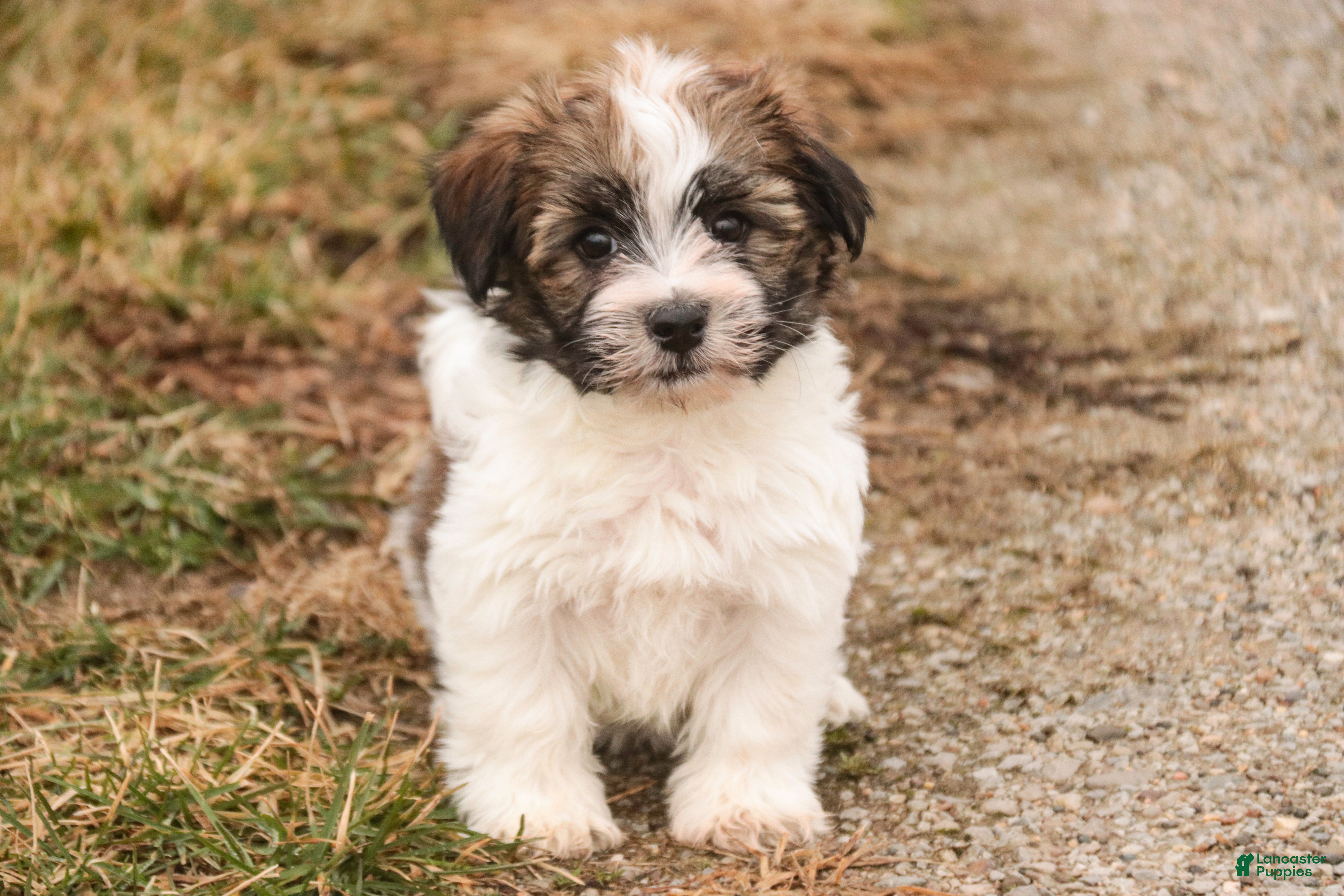 Havanese dogs Ranger - Ad 2