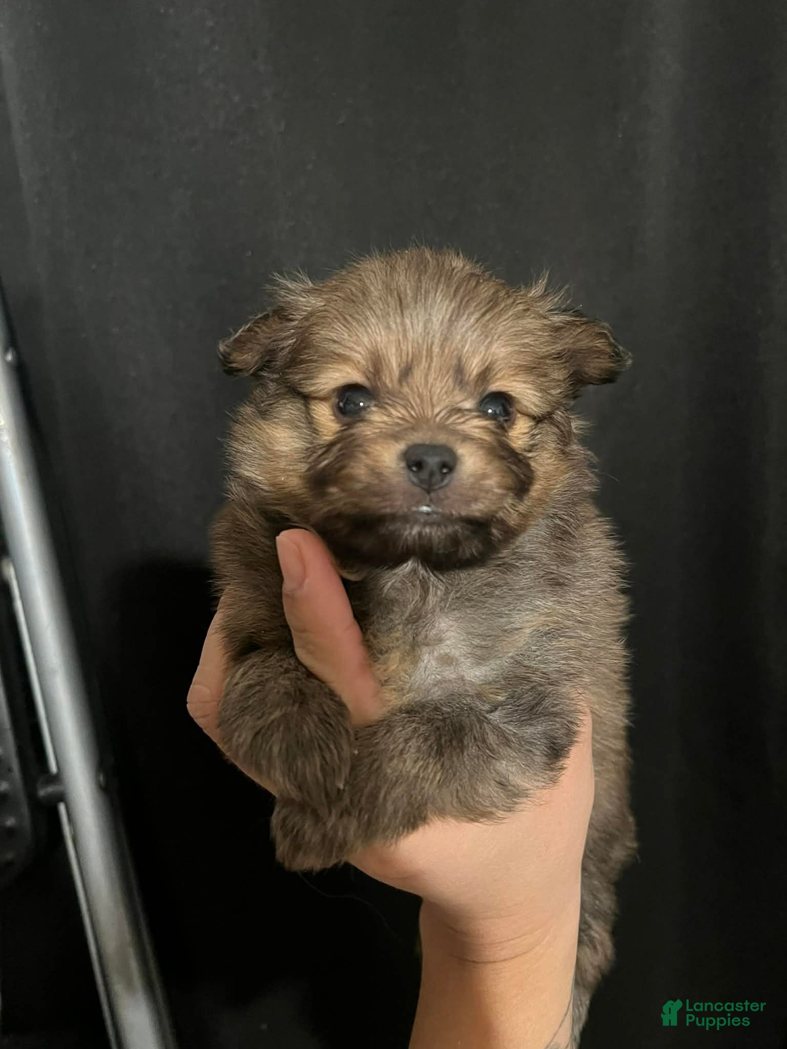 Pomeranian dogs Teacup - Ad 2