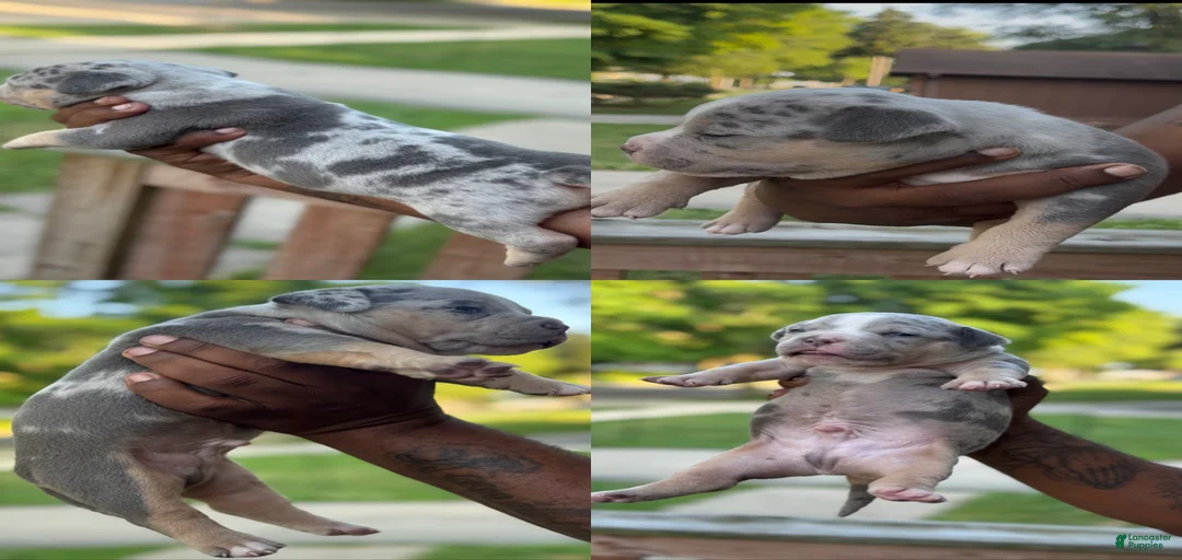 Gallery Image {{count}}
